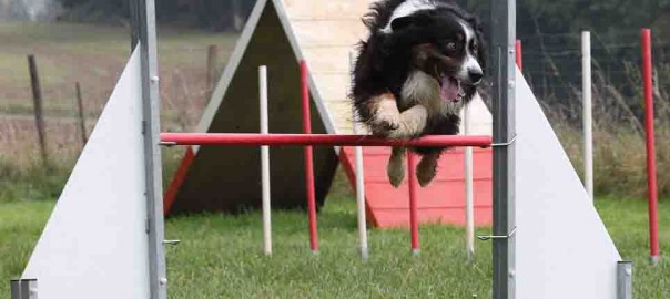 ENTRAINEMENT AGILITY ACT